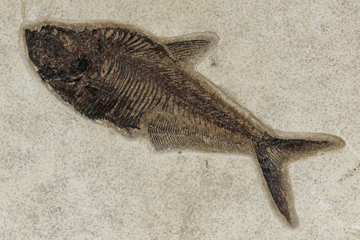 Exceptional Fossil Fish (Diplomystus) - Wyoming #342459